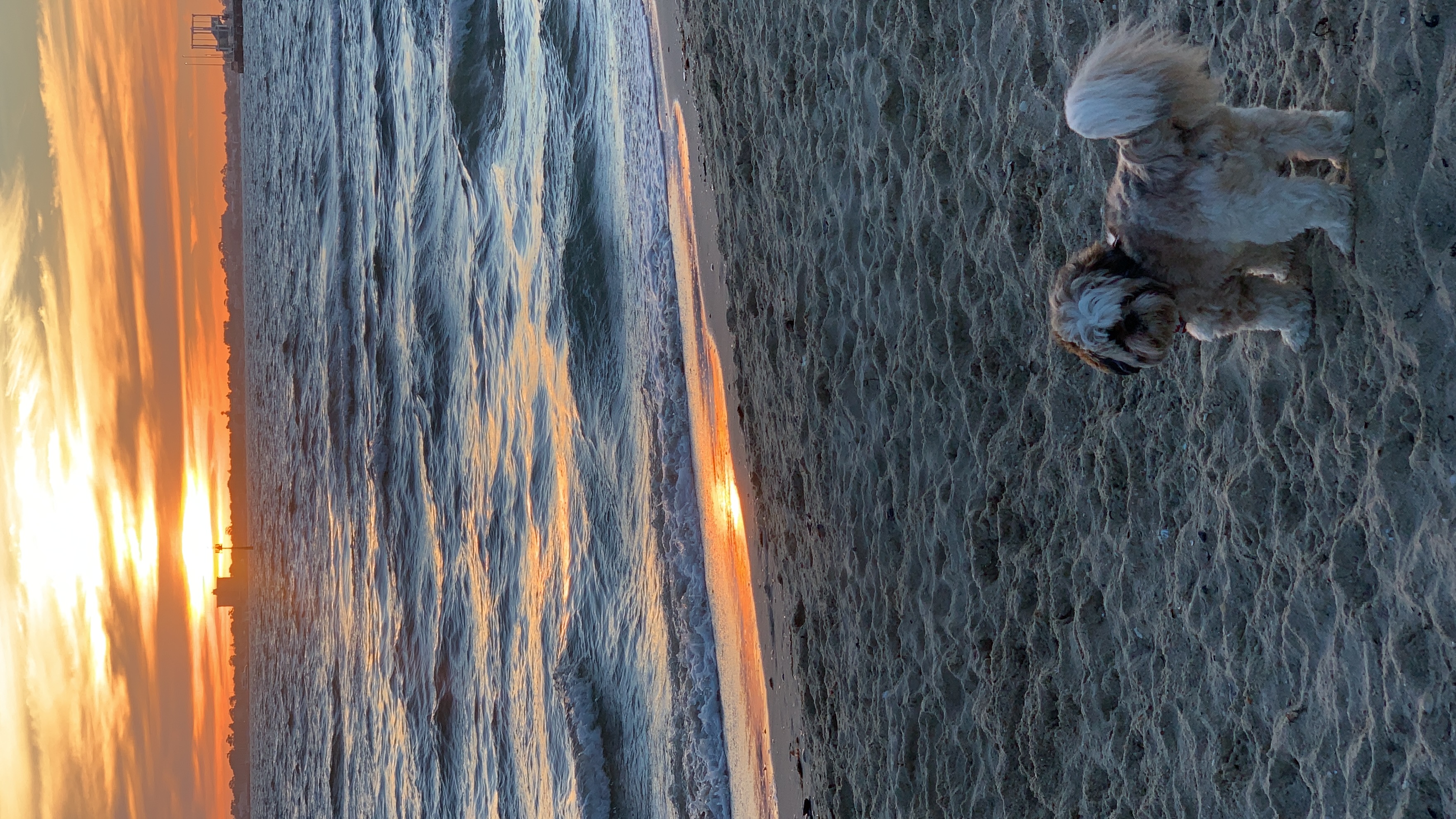 A pet food label is the most important page in your dog's day.