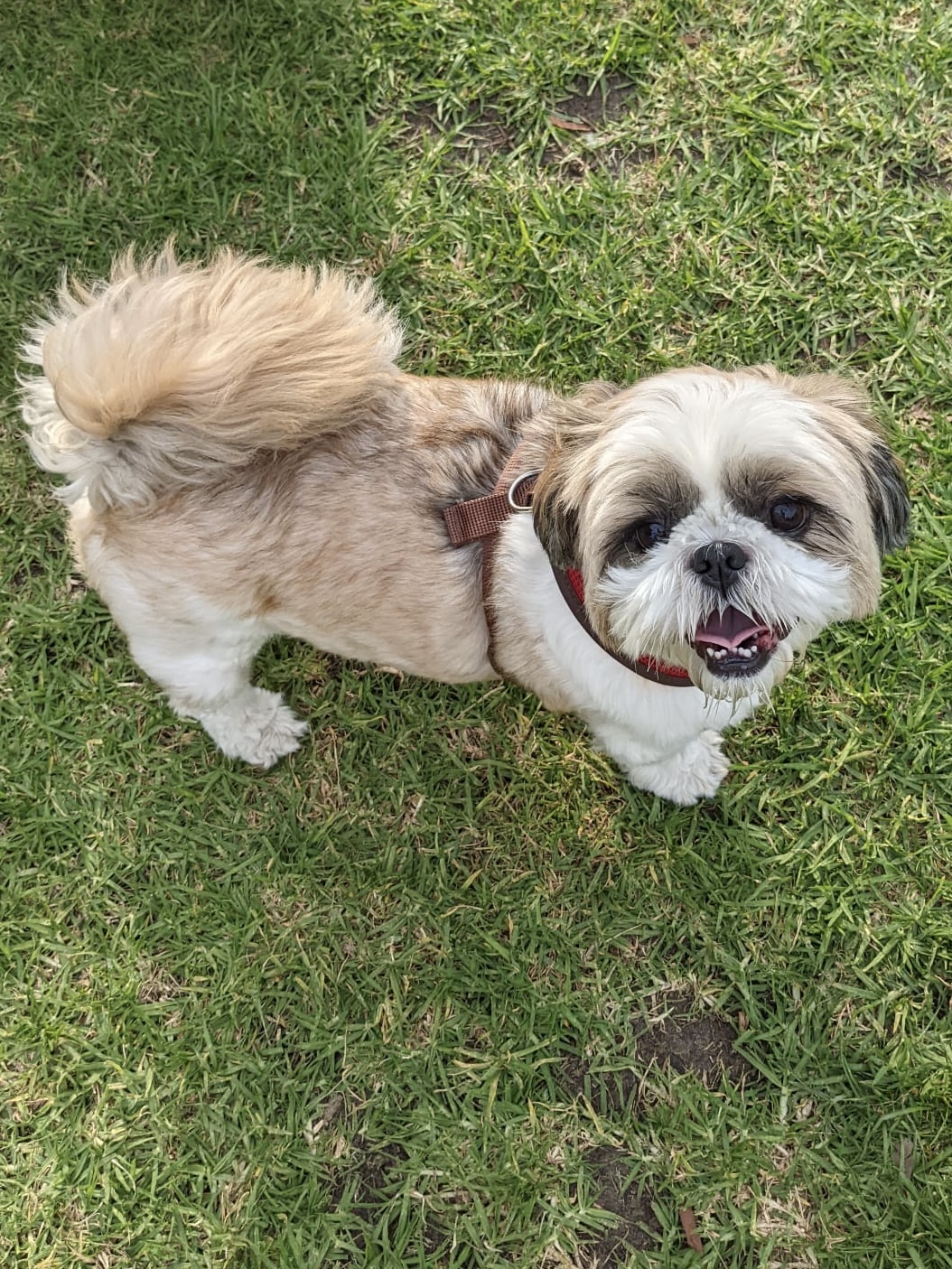 Niko in Melbourne at age 3.
