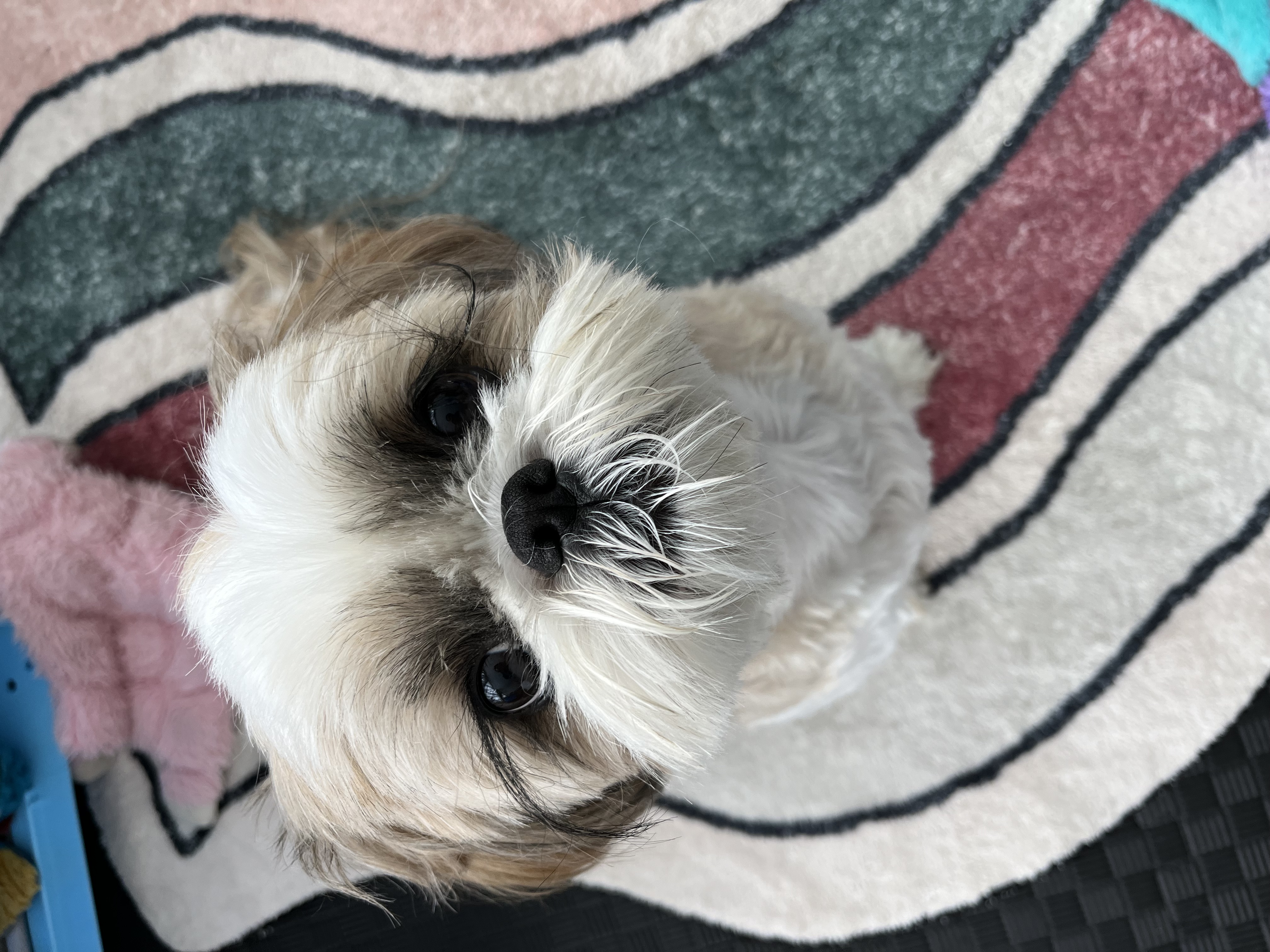 Niko around the age the chicken question finally got asked.