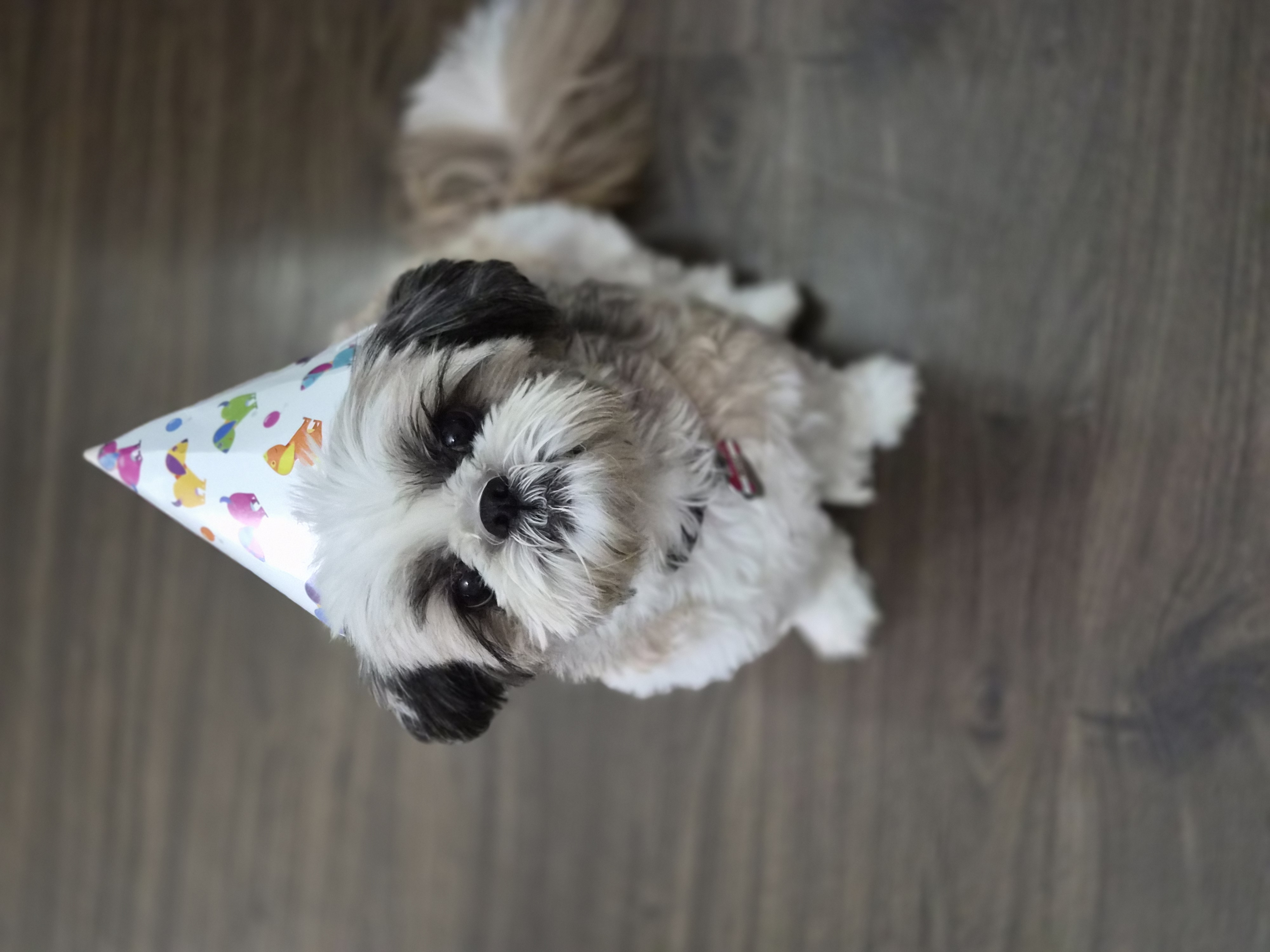 Niko, the Shih Tzu whose story started DOTE.