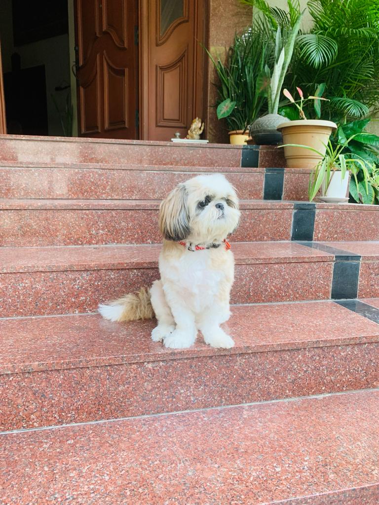 Niko in Chennai, around four and a half. Visibly less comfortable than the Melbourne years.