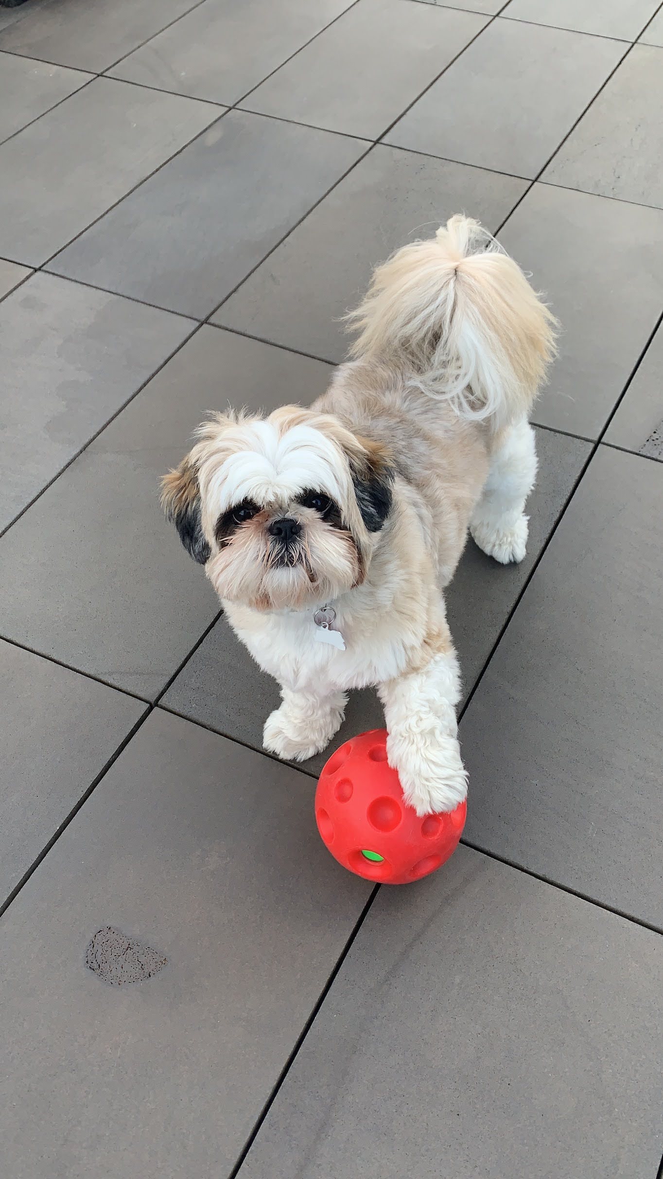 Niko in Melbourne, before the move to India.